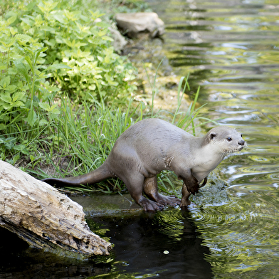 Touroparc Zoo