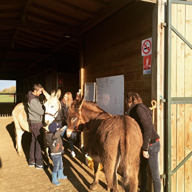 La ferme de Barnabée, médiation équine