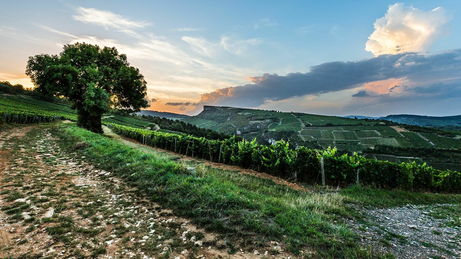 Entre vignes et roches