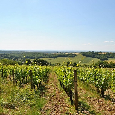 Vignoble des Côtes de La Charité