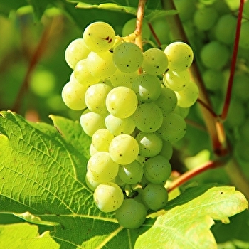Domaine Jean-François Essler - VAL-SONNETTE