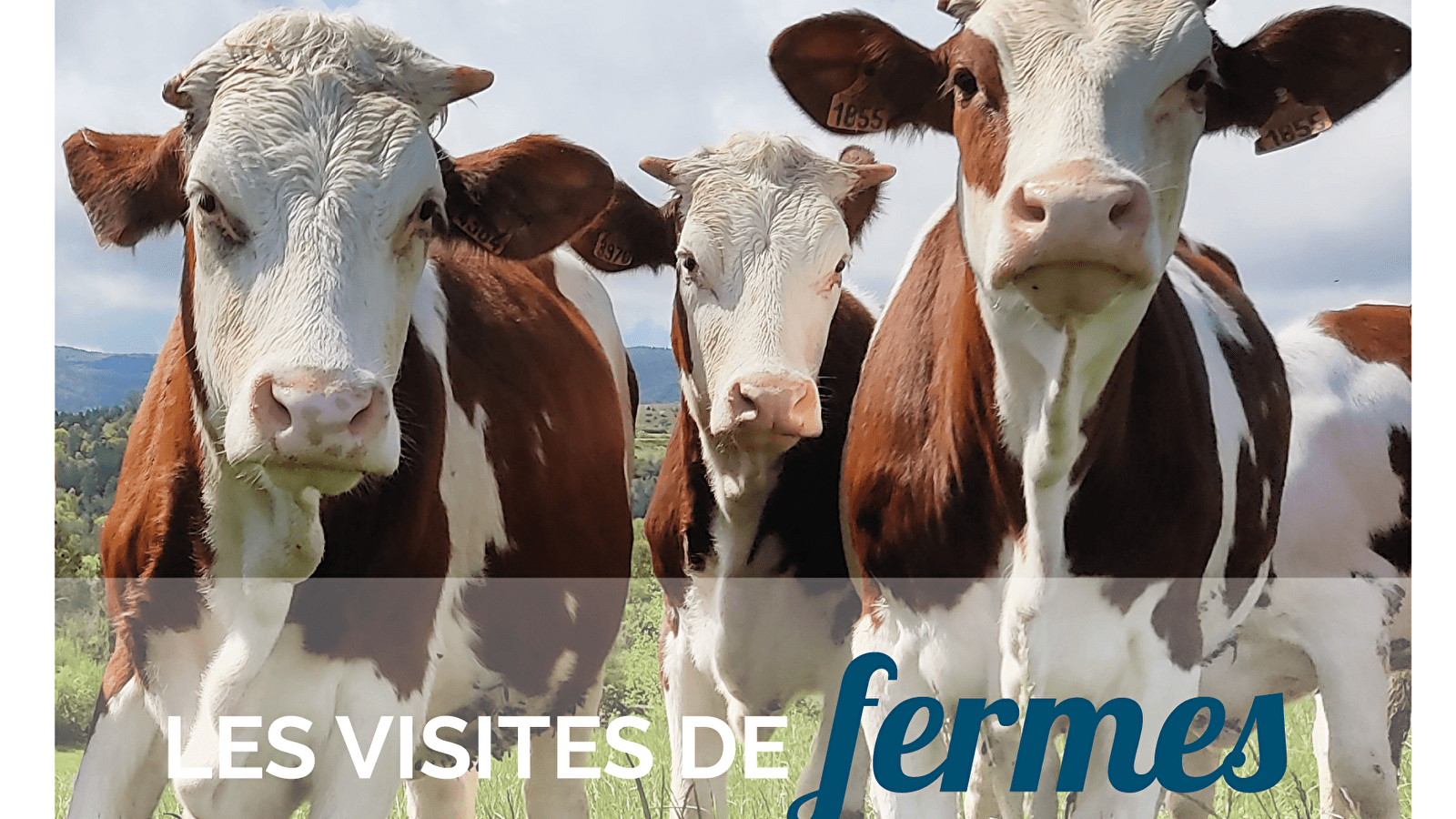 Visite de la ferme laitière Champs Dières de Cogna -Mercredi