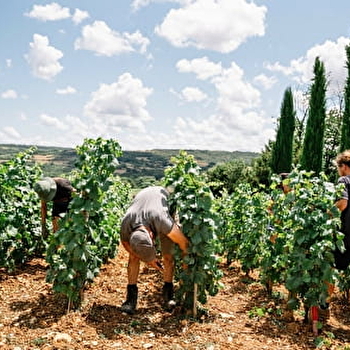 Expérience Vendanges 2025 au Château de la Crée - SANTENAY