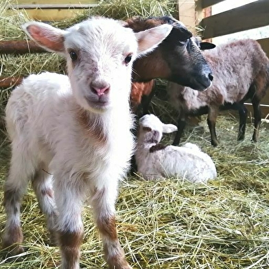 Parc animalier Au Gré du Pré