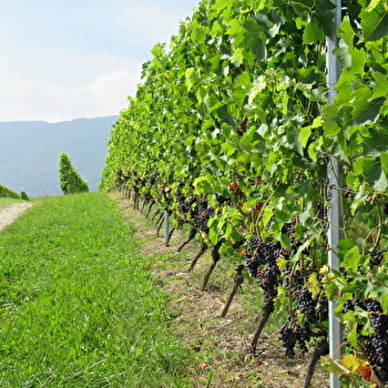 Randonnée pédestre : La Franco - Suisse, à travers les vignes - CHALLEX