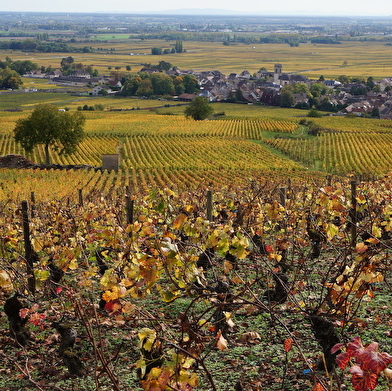 Visite guidée du vignoble de la Côte de Beaune