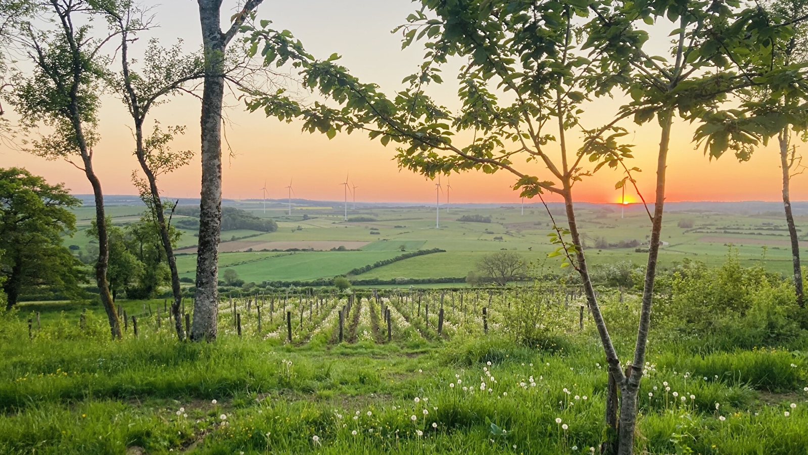 Rendez-vous du Terroir: visite du domaine de la Cleratine