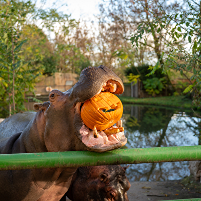 Halloween débarque à Touroparc !