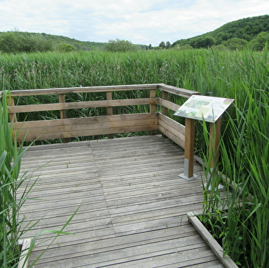 A la découverte des zones humides du marais de la Druyes !