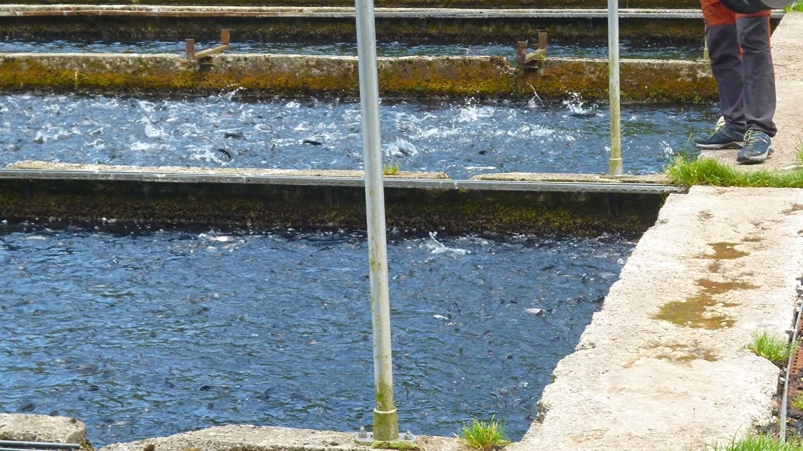 Pisciculture du Moulin de Pierre