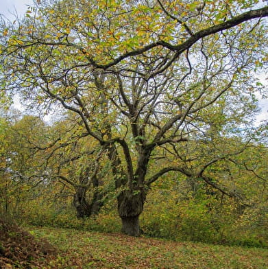 La châtaigneraie parlycoise 