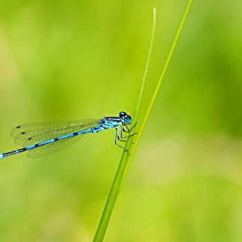 Escapades nature : 'Insectes, qui êtes-vous ?' - CUISERY