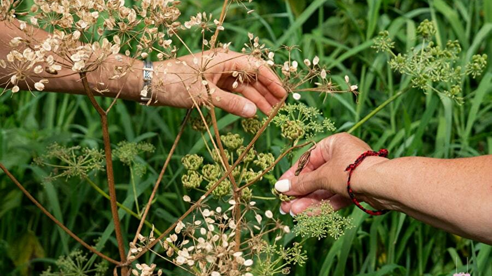 Serpe et Chaudron - Ateliers autour des Plantes sauvages et Balades botaniques