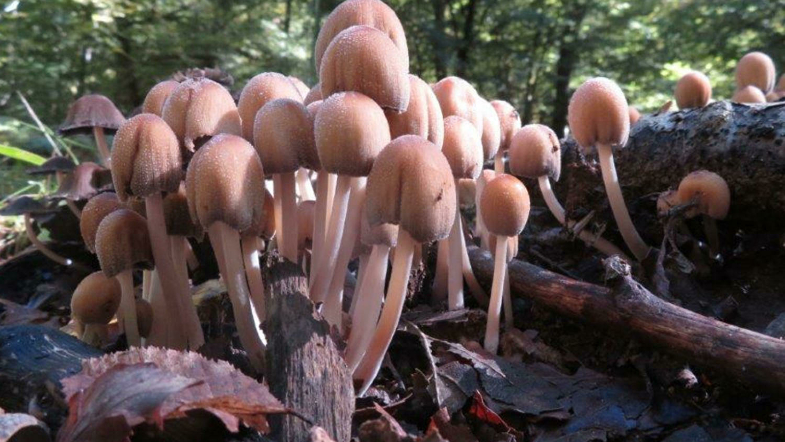 Sortie nature - À la rencontre des champignons