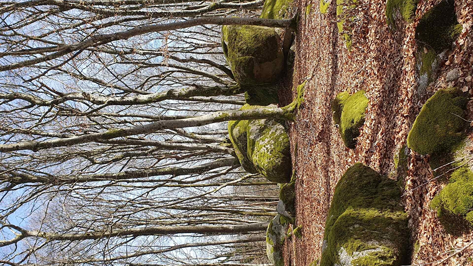 'Fais comme l'oiseau' la nuit des forêts du groupement forestier pour la sauvegarde des feuillus du Morvan