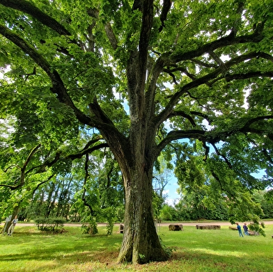 Le Tilleul de Chaignay