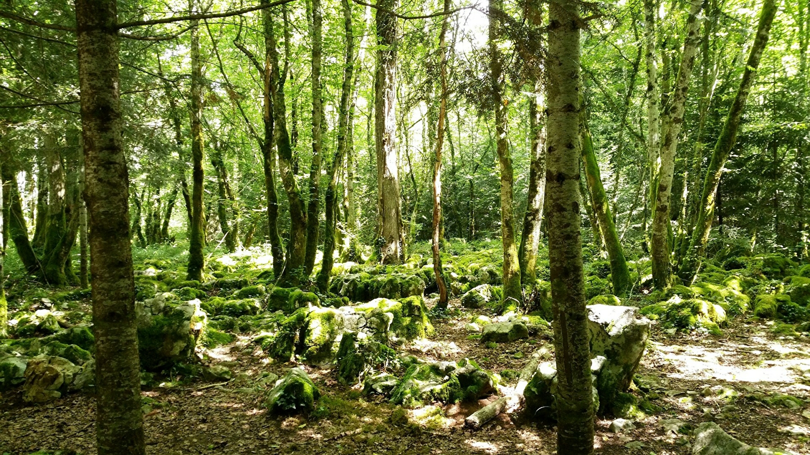 Le sentier du guêpier en forêt de Chaux 