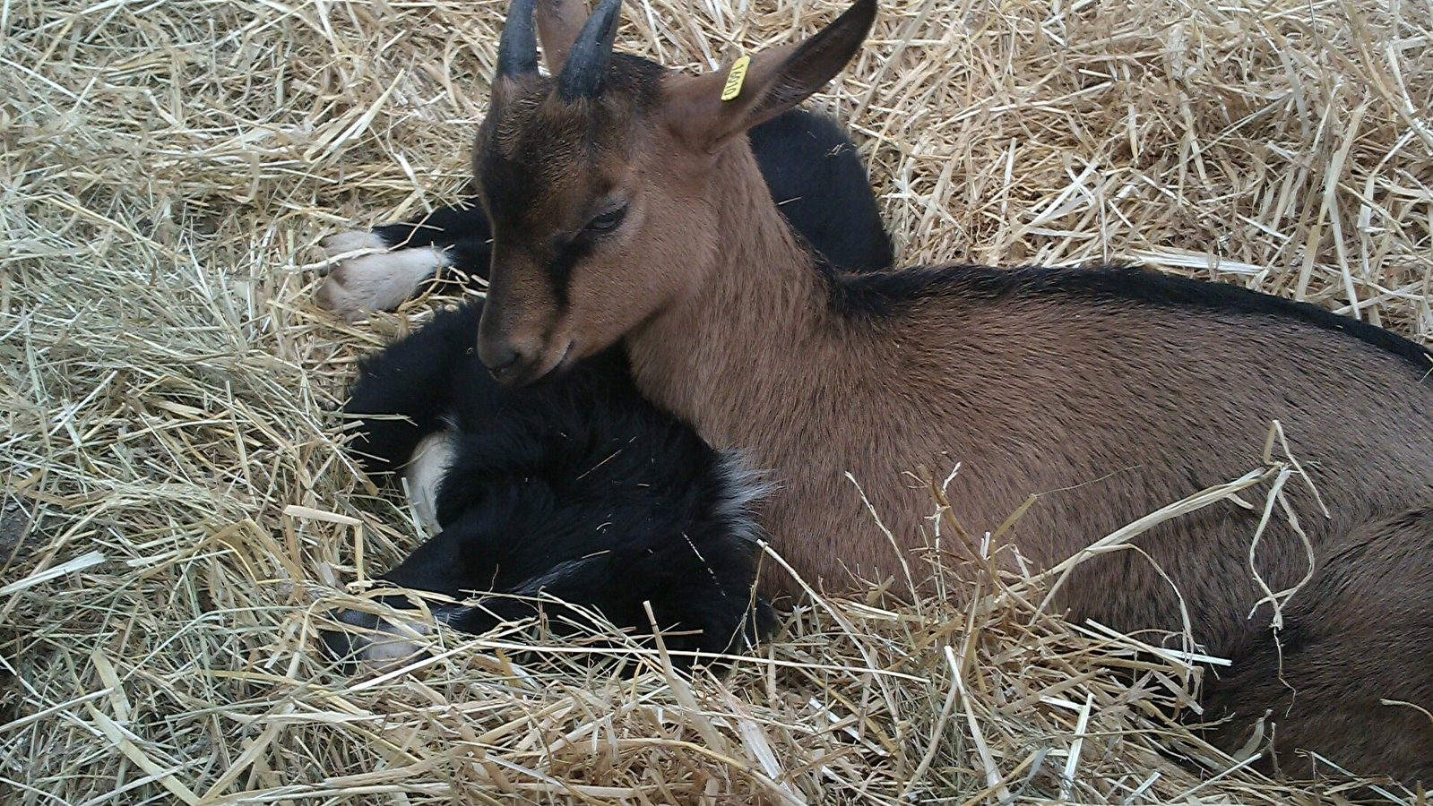 Ferme Cul de Sac