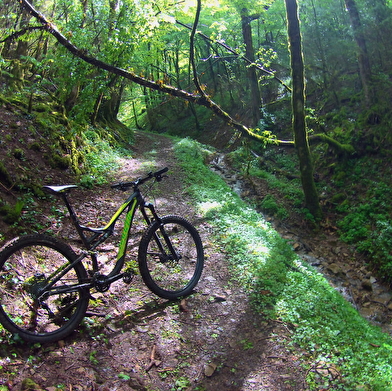 Circuit VTT n°1 (noir) - Montfort / Mont-Myon