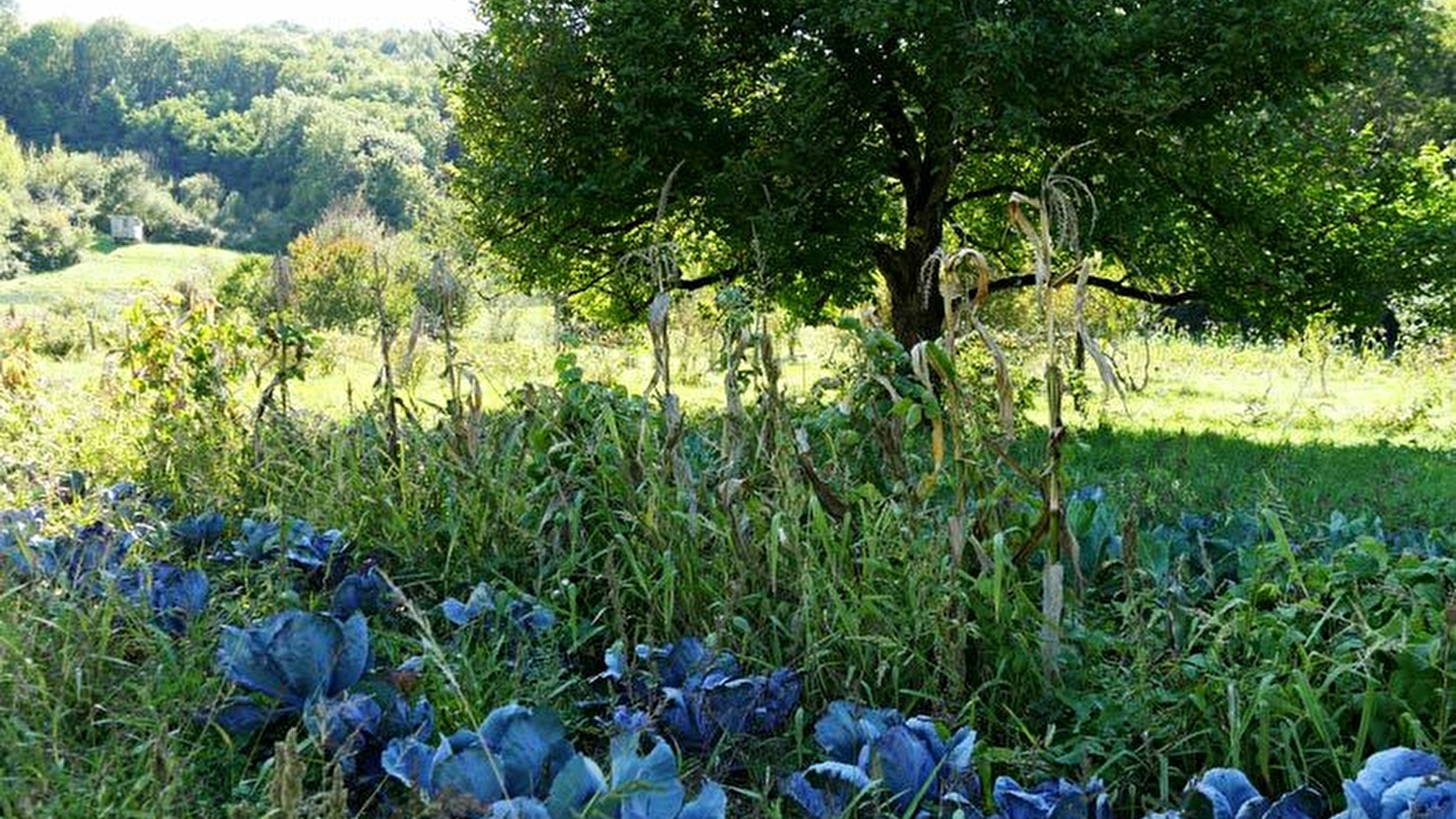 Les Jardins de Grusse