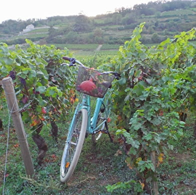 Location de vélo à assistance électrique - Gevrey-Chambertin