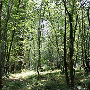 Quand la forêt s'éveille... au Parc national de forêts - ROCHEFORT-SUR-BREVON