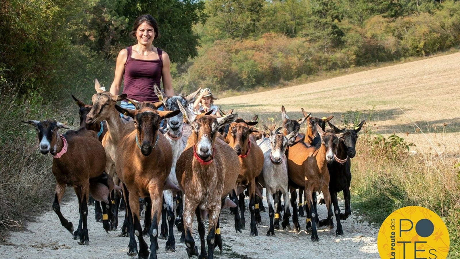 Balade avec les biquettes dans les collines !