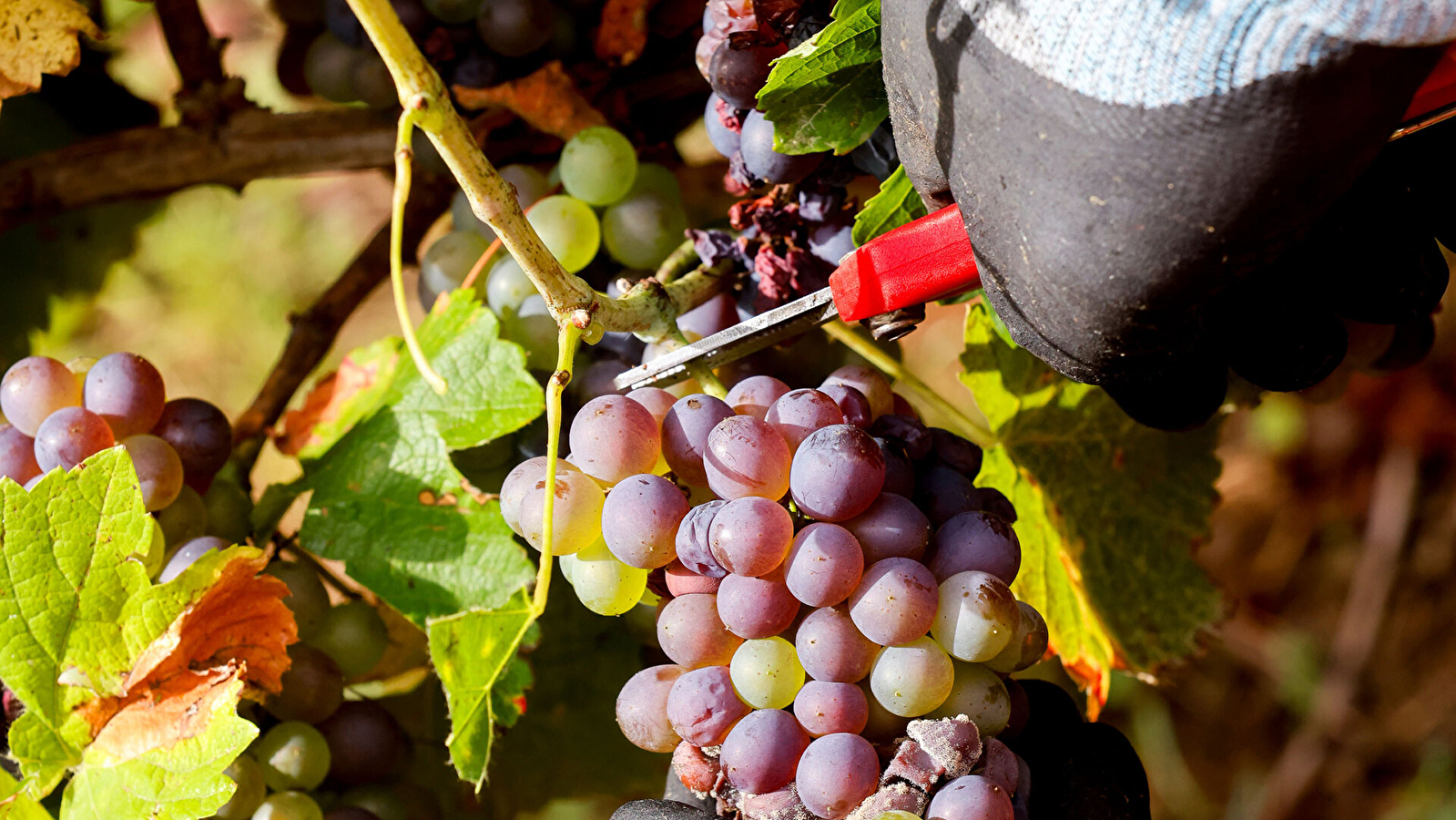 Visite guidée : Vin et dégustations 