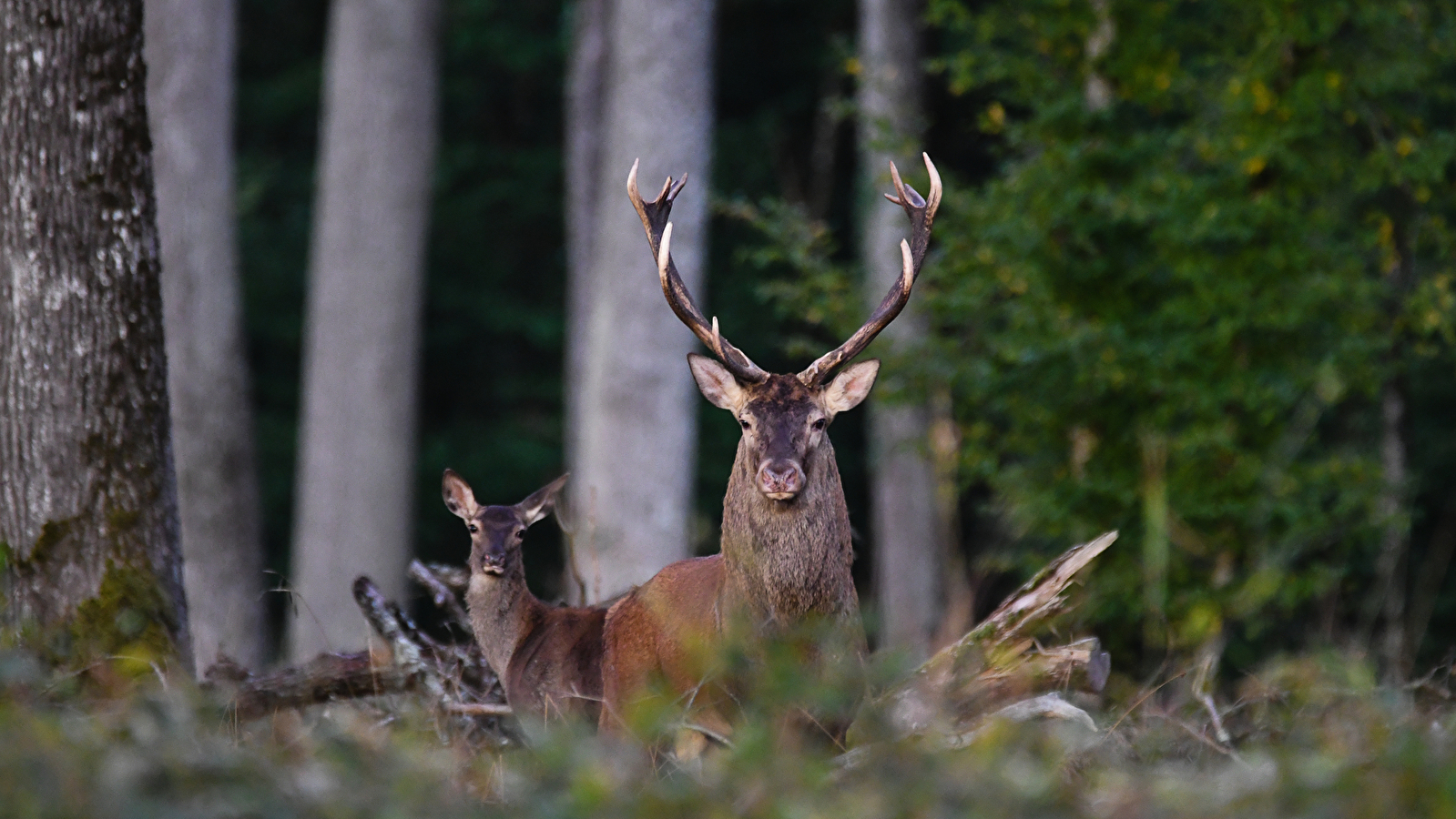 Sortie nature : A la rencontre du cerf
