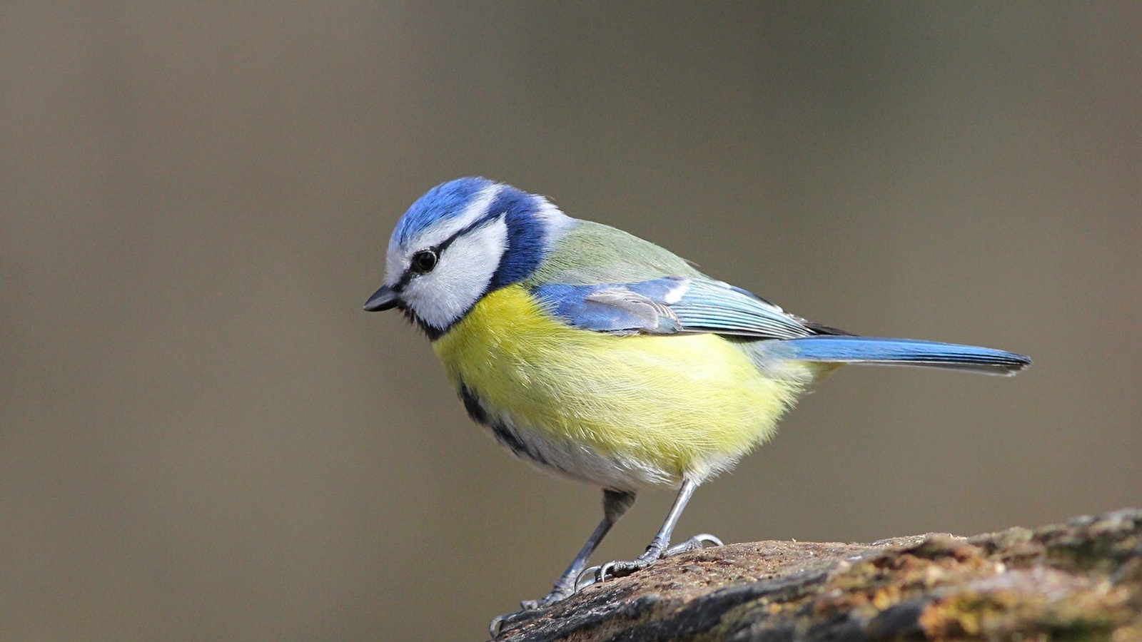 Oiseaux de nos jardins