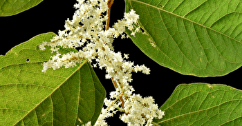 Exposition 'Espèces exotiques envahissantes' - POUILLY-SUR-LOIRE