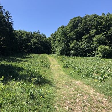 Parcours VTT 15 noir - Le grand tour du plateau de Retord - Espace FFC Ain Forestière