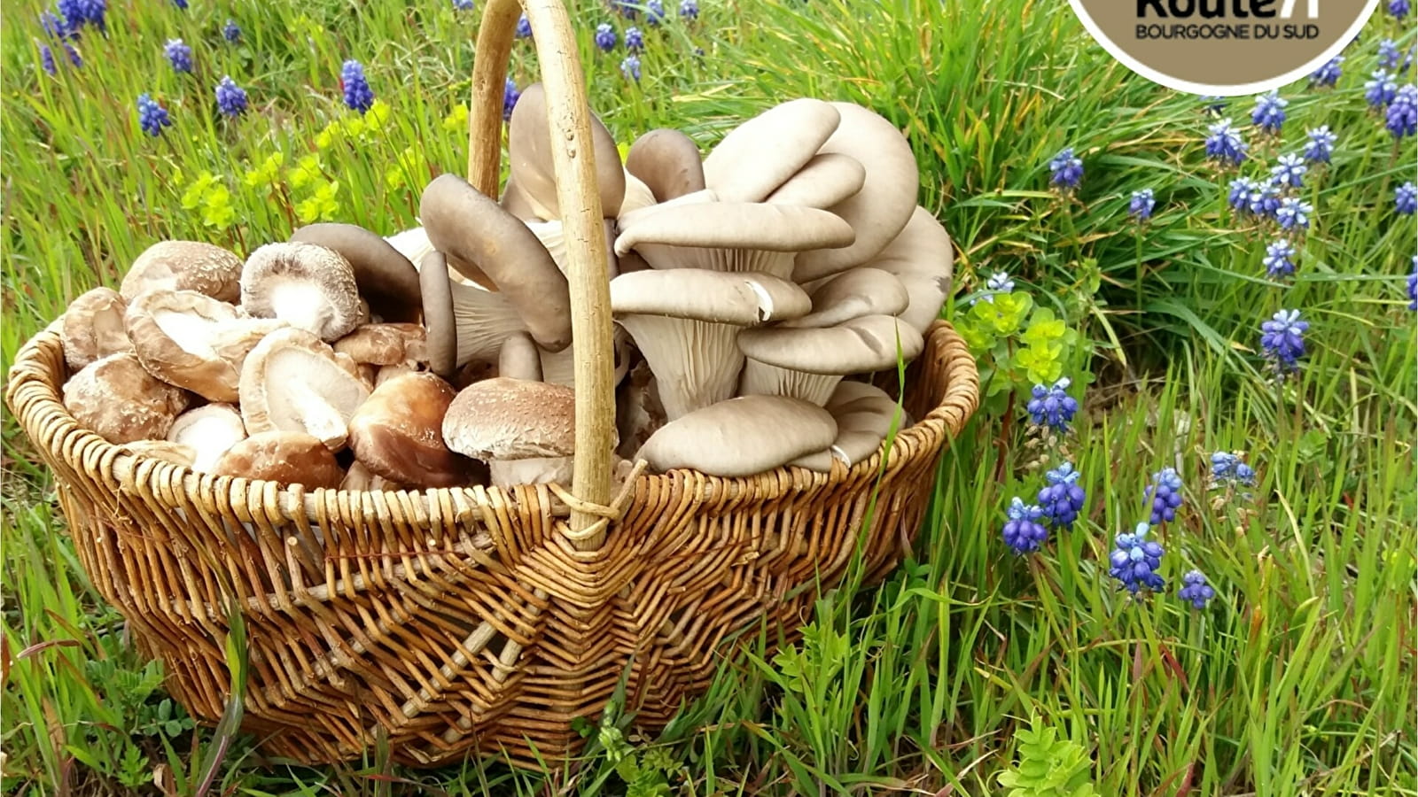 Les Champignons du Brionnais