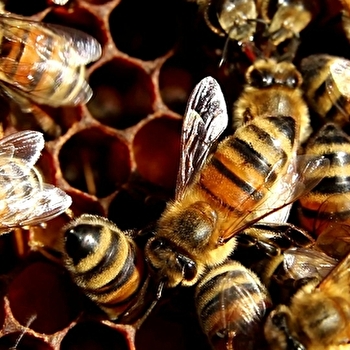 Une saison aux abeilles - NEUVELLE-LES-LA-CHARITE