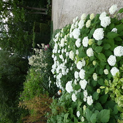 Le jardin des vieilles vignes