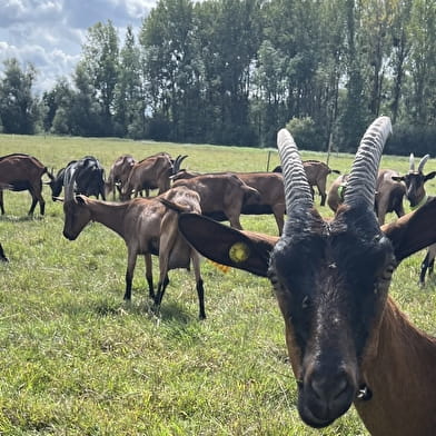 La Chèvrerie Louhannaise