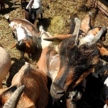 Ferme pédagogique du grand colonge - BROYE-LES-LOUPS-ET-VERFONTAINE