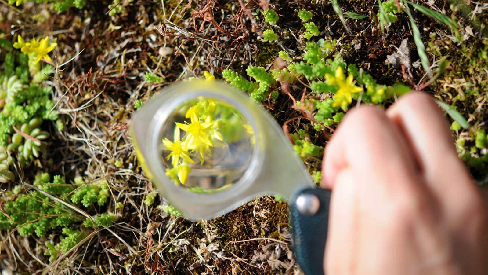 Initiation à la Botanique : Décrire une fleur