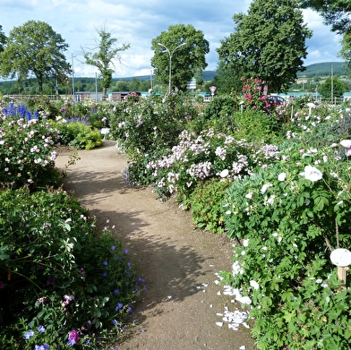 La Roseraie de Cluny