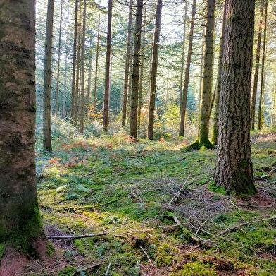 KANWITA - Ateliers et sorties Nature au coeur de la forêt