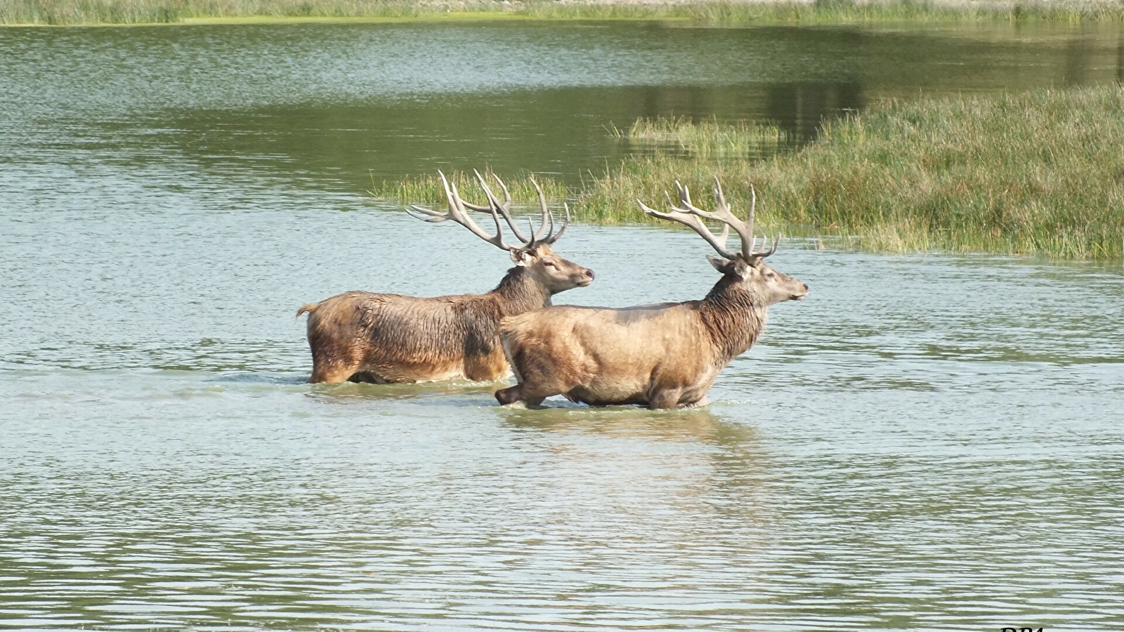 Les Cerfs de Bourgogne