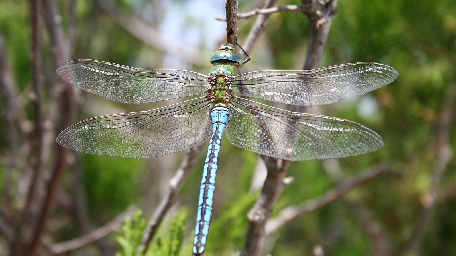 Dragons volants, libellules & demoiselles