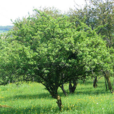 Route de la mirabelle