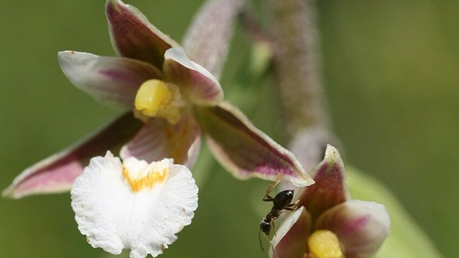 Réserve naturelle de Fontenelay
