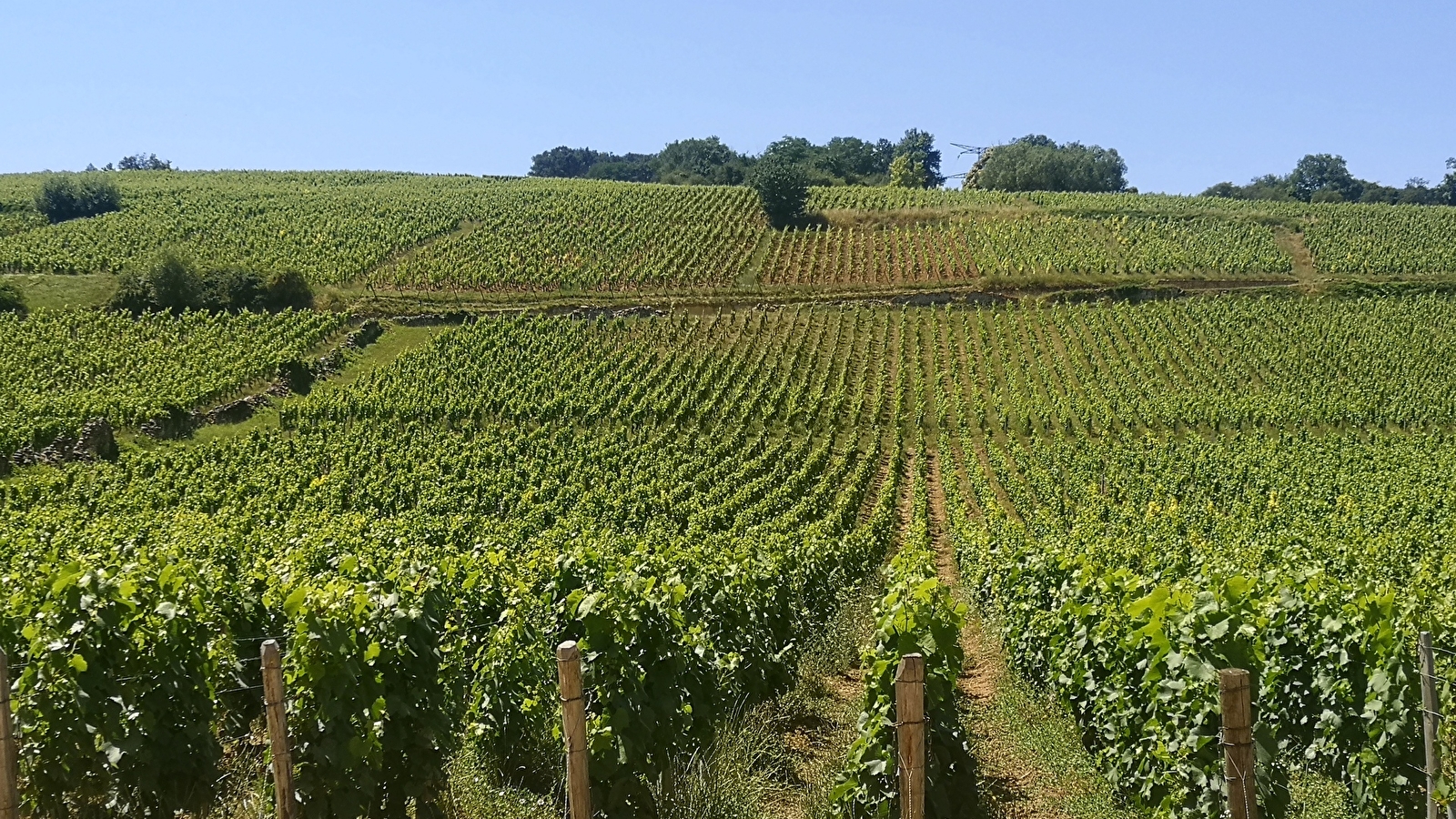 Les Vini Balades