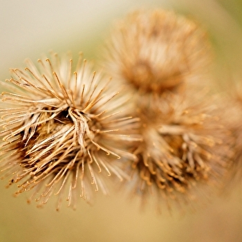 Atelier Aventures Mômes : Quand la nature nous inspire ! - DOMPIERRE-LES-ORMES