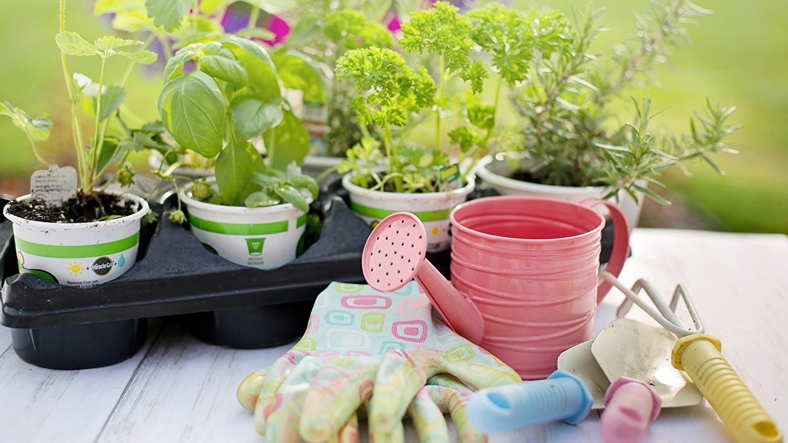 Troc plants