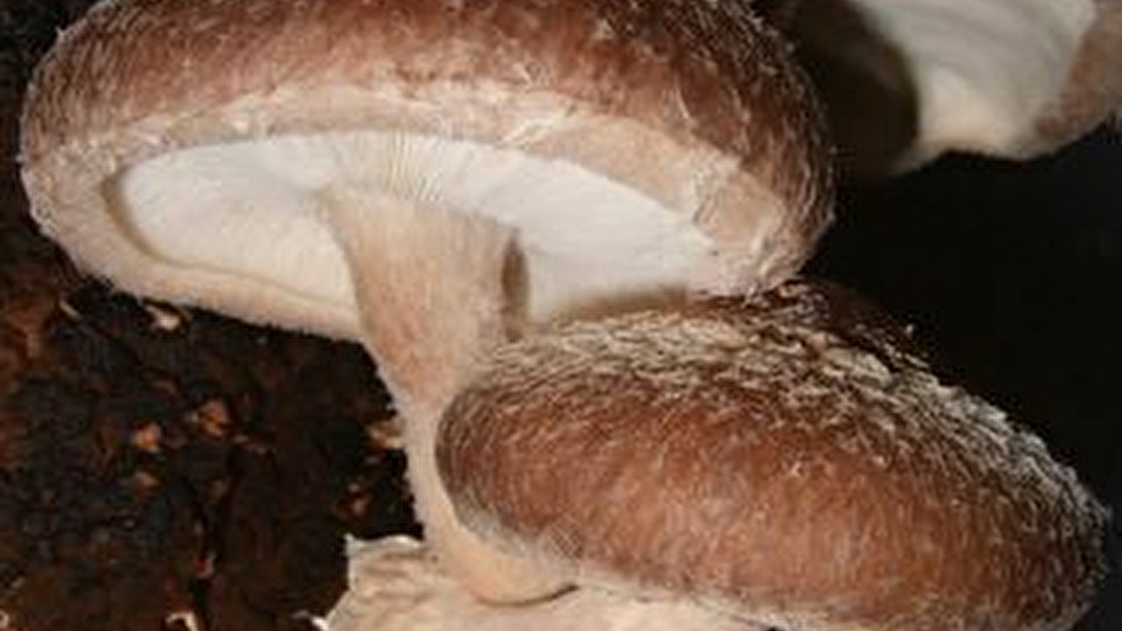 ChampiBio Mu&Co, champignons