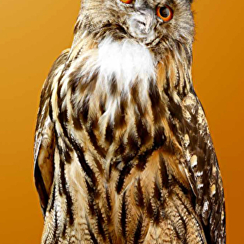 Atelier créatif en famille : ' Animal totem' - MACON