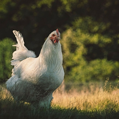 Ferme Le Devant